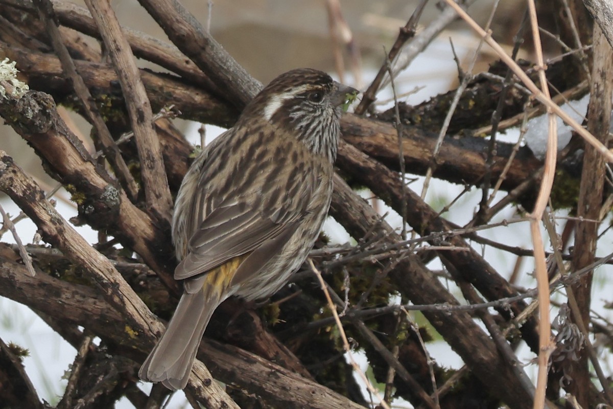 Chinese White-browed Rosefinch - ML637715106