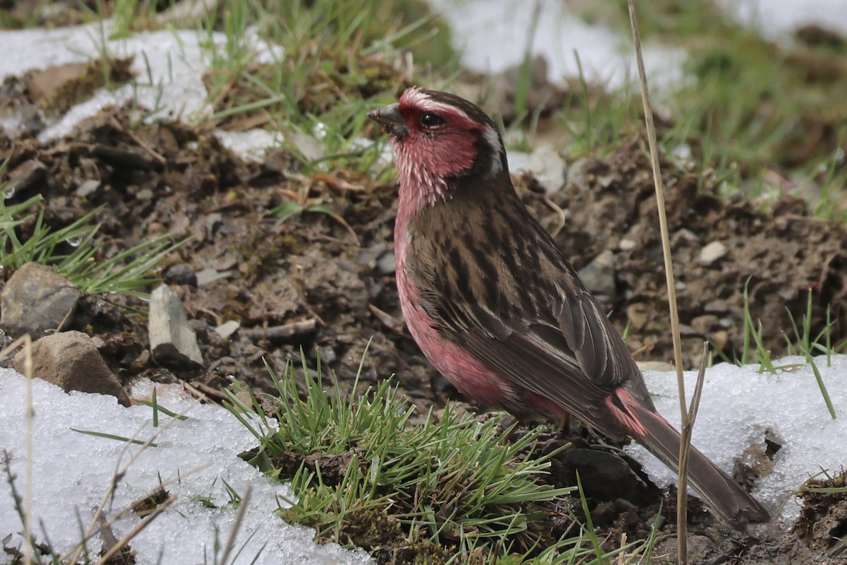 Chinese White-browed Rosefinch - ML637715107