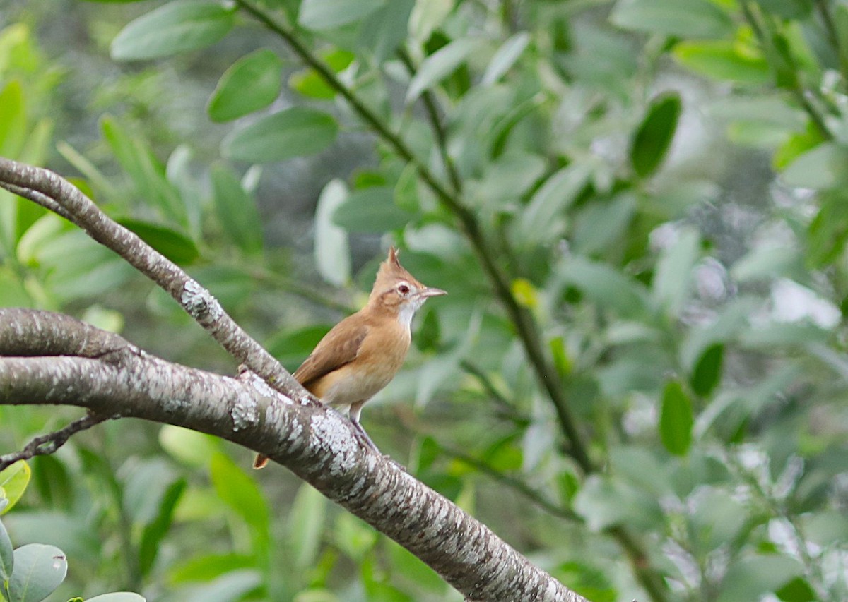 Crested Hornero - ML637715128