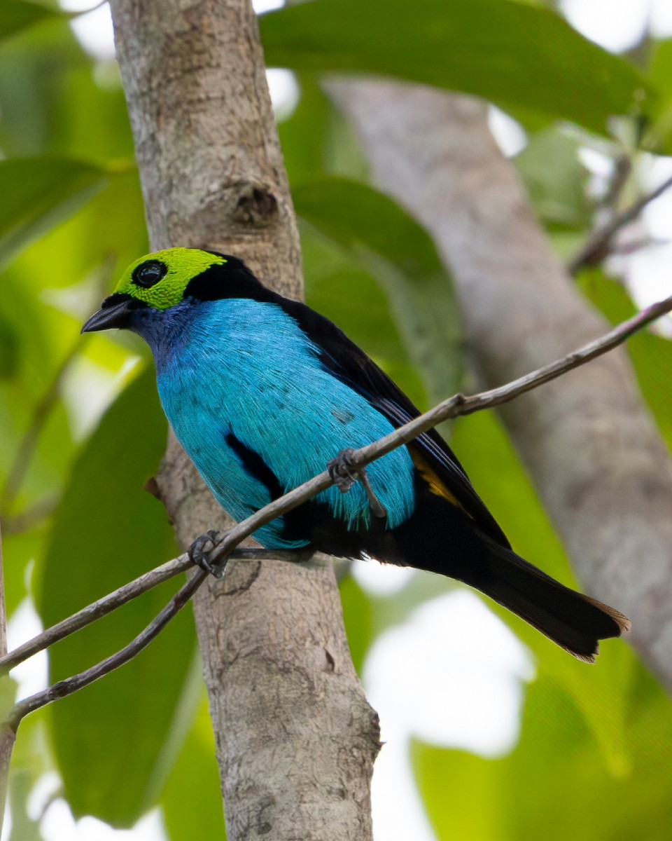 Paradise Tanager - ML637715154