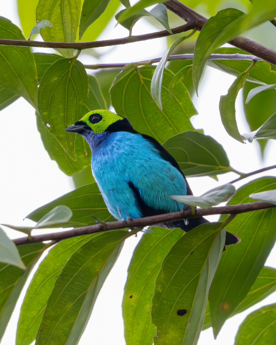 Paradise Tanager - ML637715155