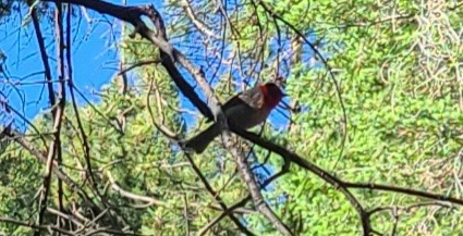 Red-faced Warbler - ML637715185