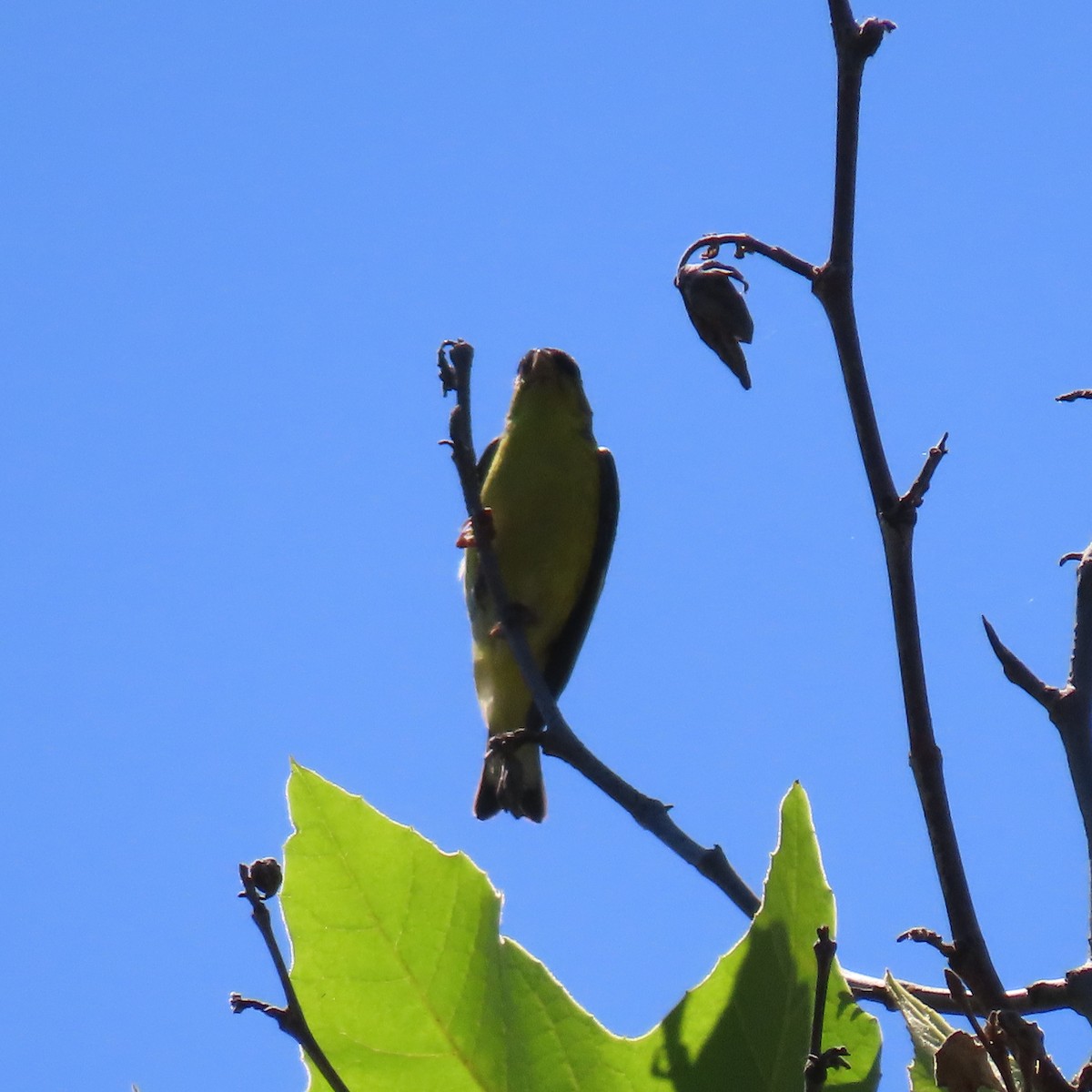 Lesser Goldfinch - ML637715187