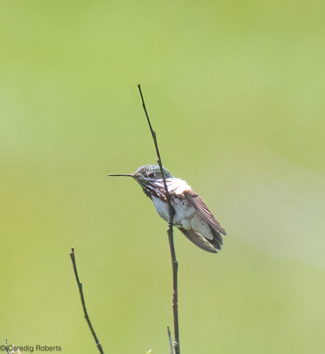 Calliope Hummingbird - ML637715191