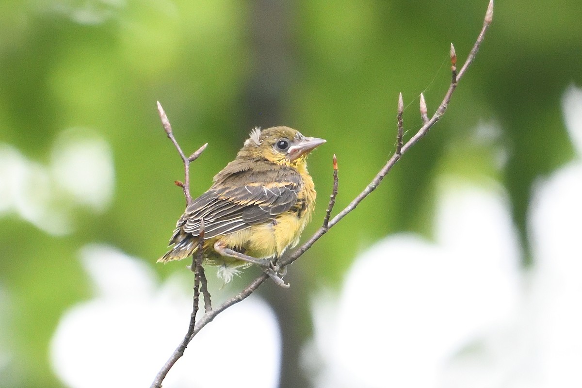 Orchard Oriole - ML637715192