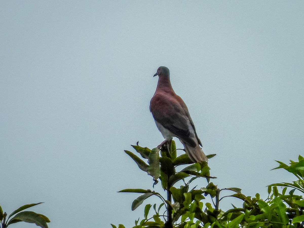 Pale-vented Pigeon - ML637715193