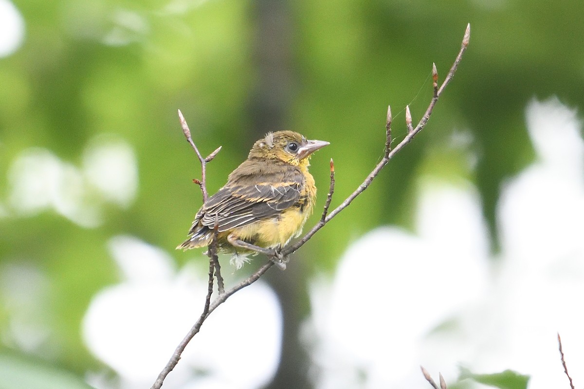 Orchard Oriole - ML637715194