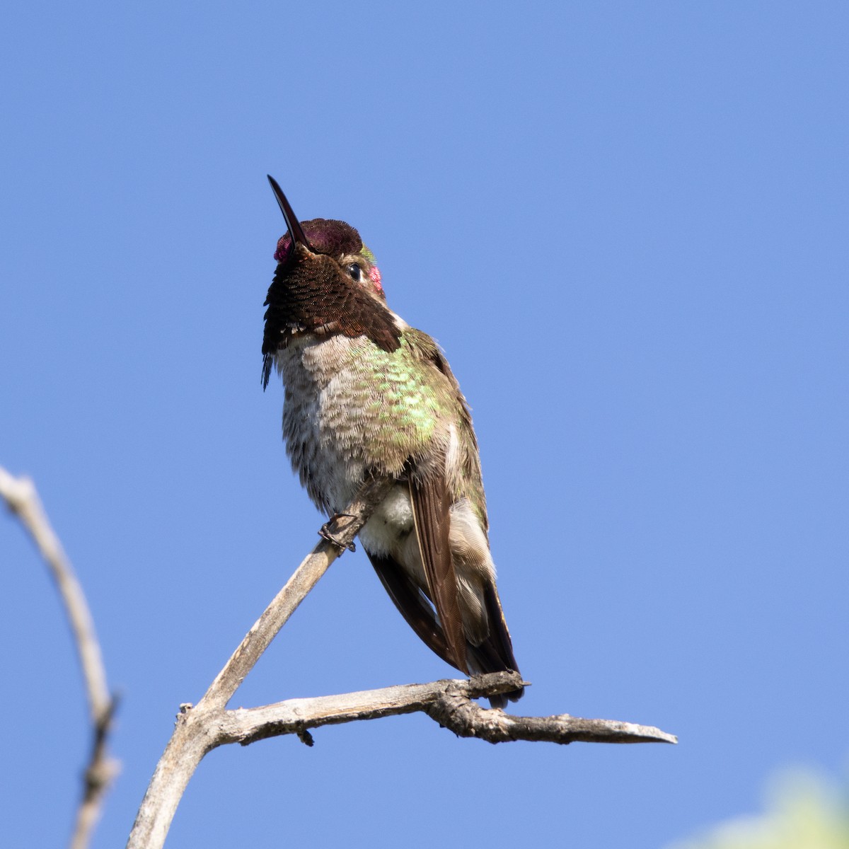 Anna's Hummingbird - ML637715195