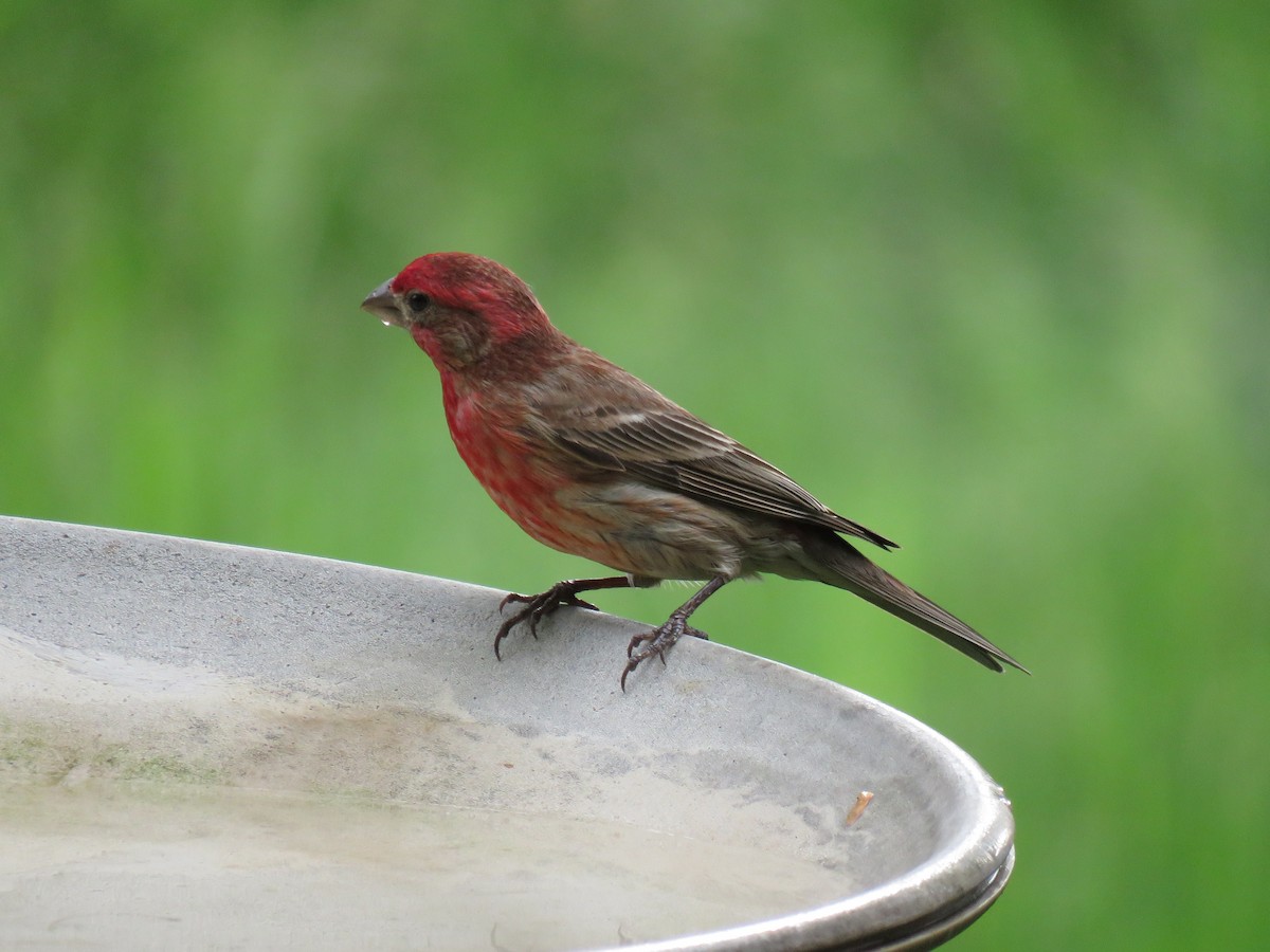 House Finch - ML637715196