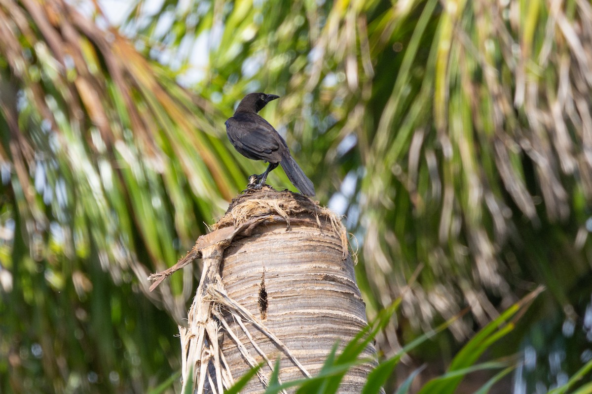 Common Grackle - ML637715200