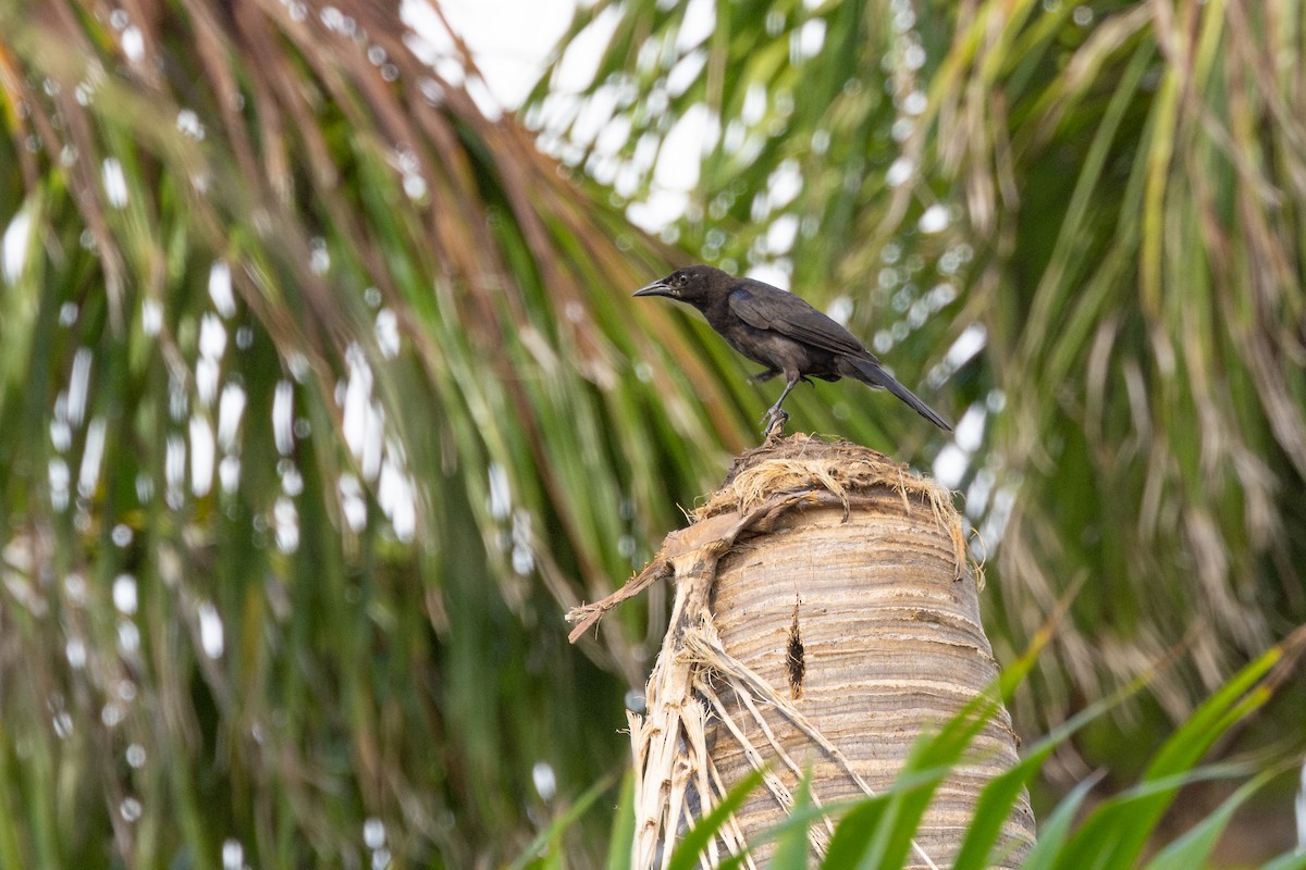 Common Grackle - ML637715201