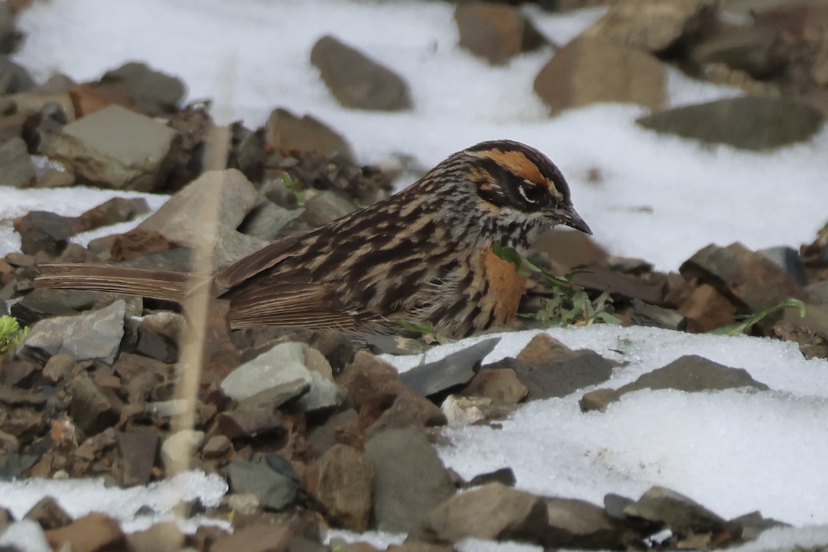 Rufous-breasted Accentor - ML637715202