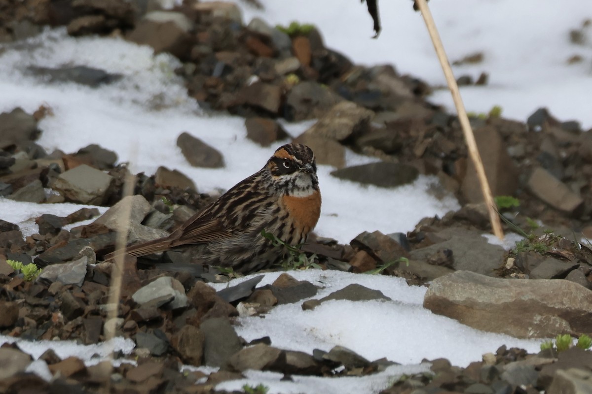 Rufous-breasted Accentor - ML637715203