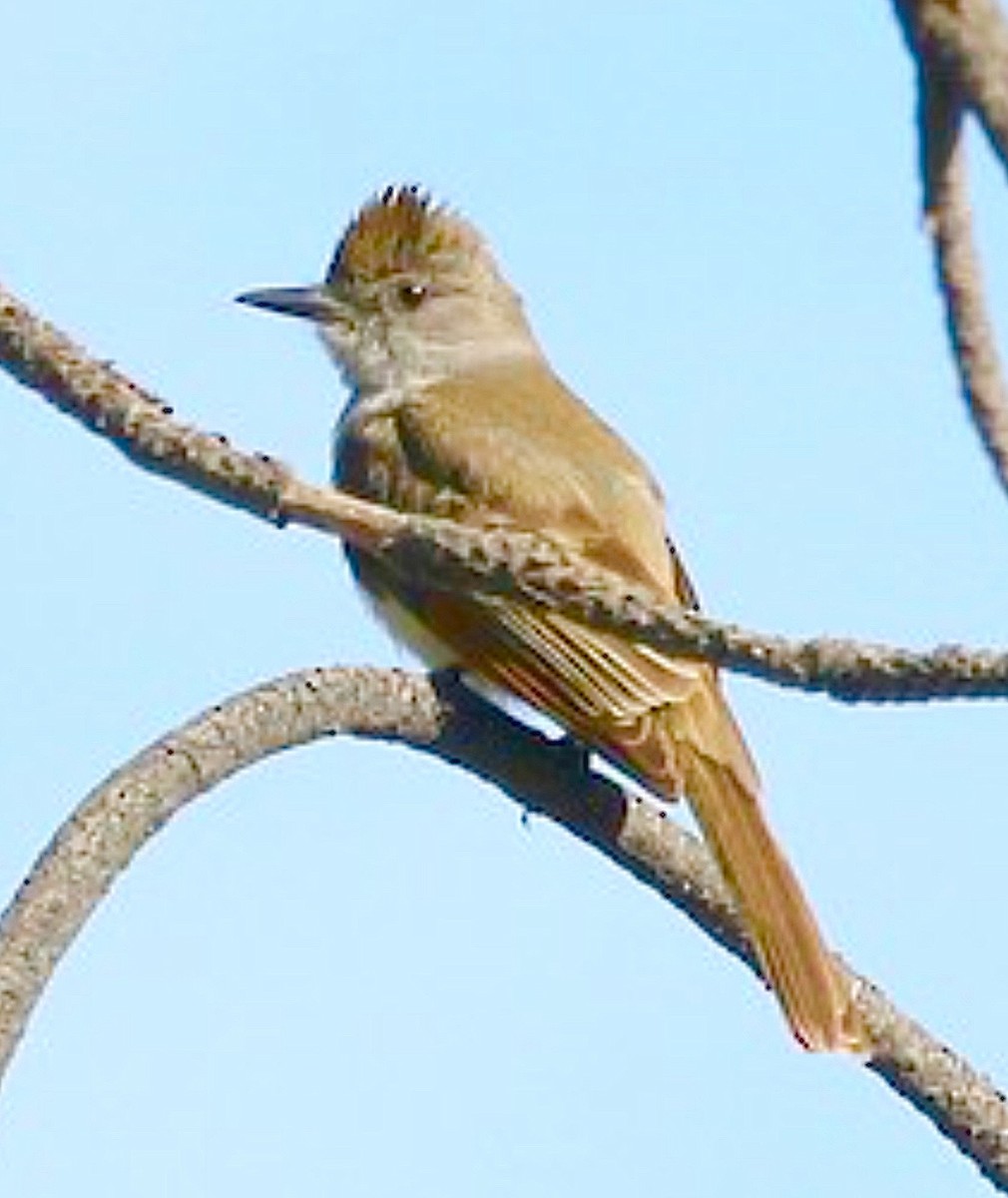 Ash-throated Flycatcher - ML637715204