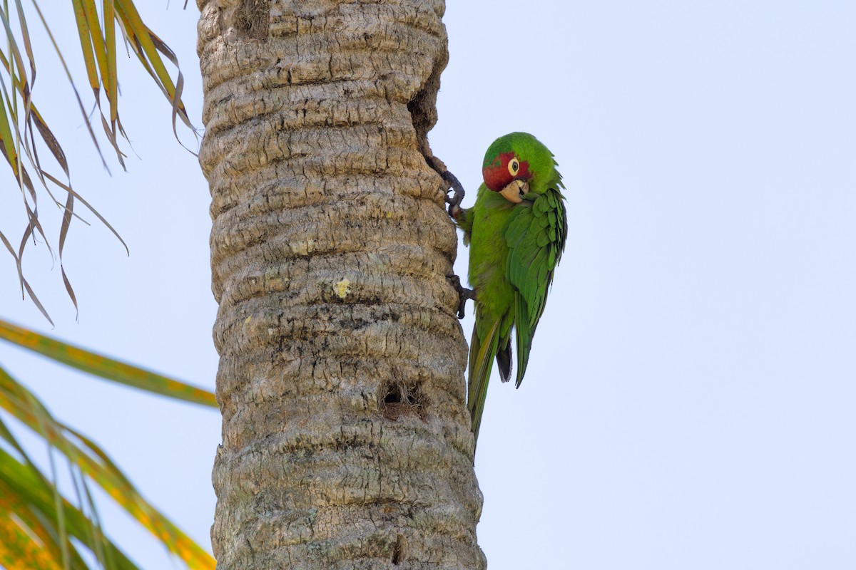 Red-masked Parakeet - ML637715206