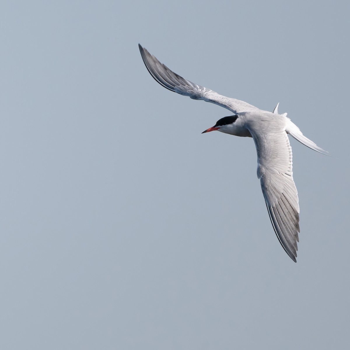 Common Tern - ML637715207