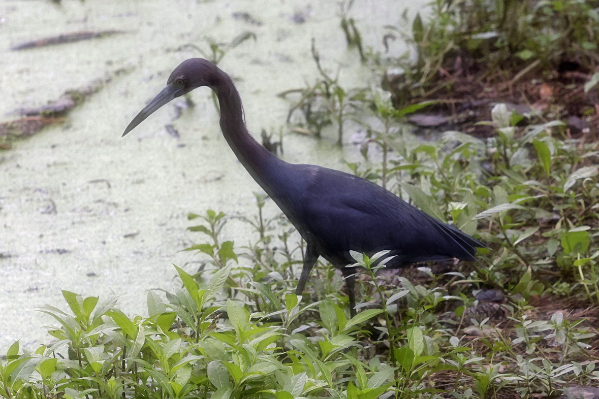 Little Blue Heron - ML637715209
