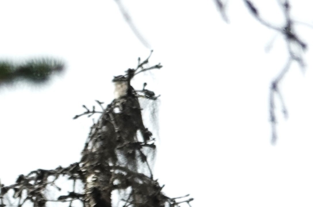 Western Wood-Pewee - ML637715213