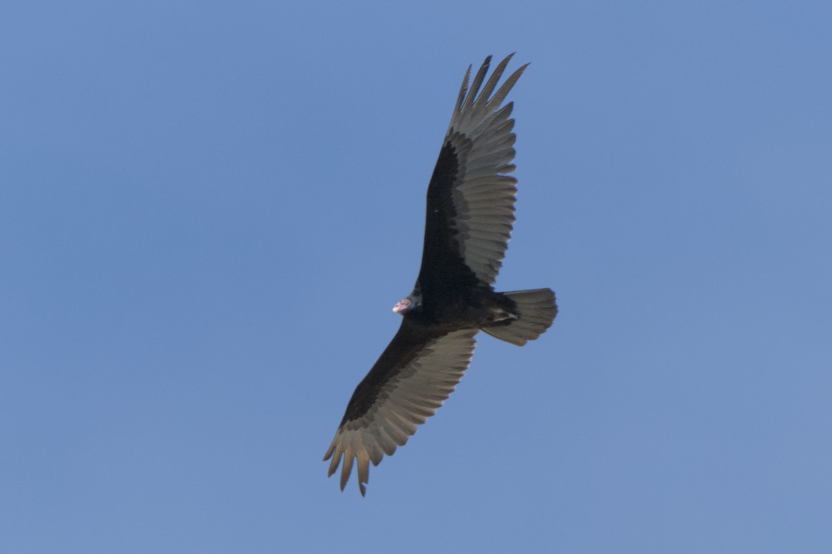 Turkey Vulture - ML637715214