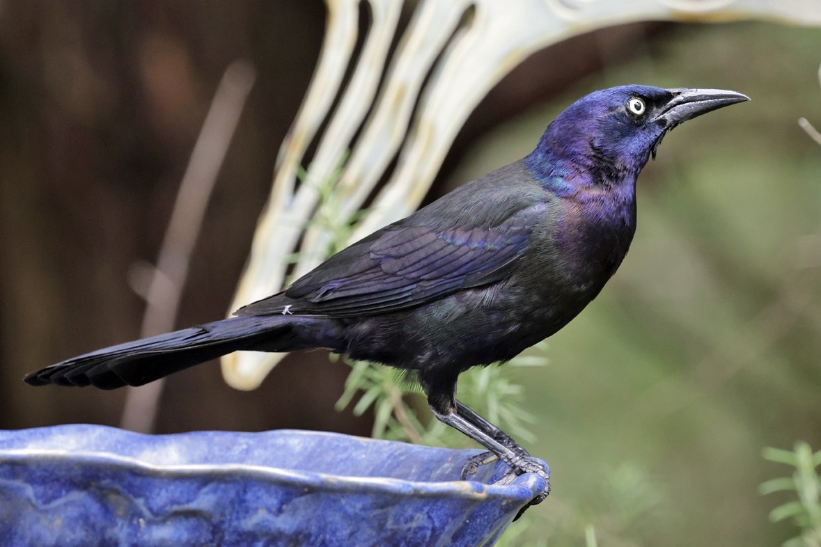 Common Grackle - ML637715216