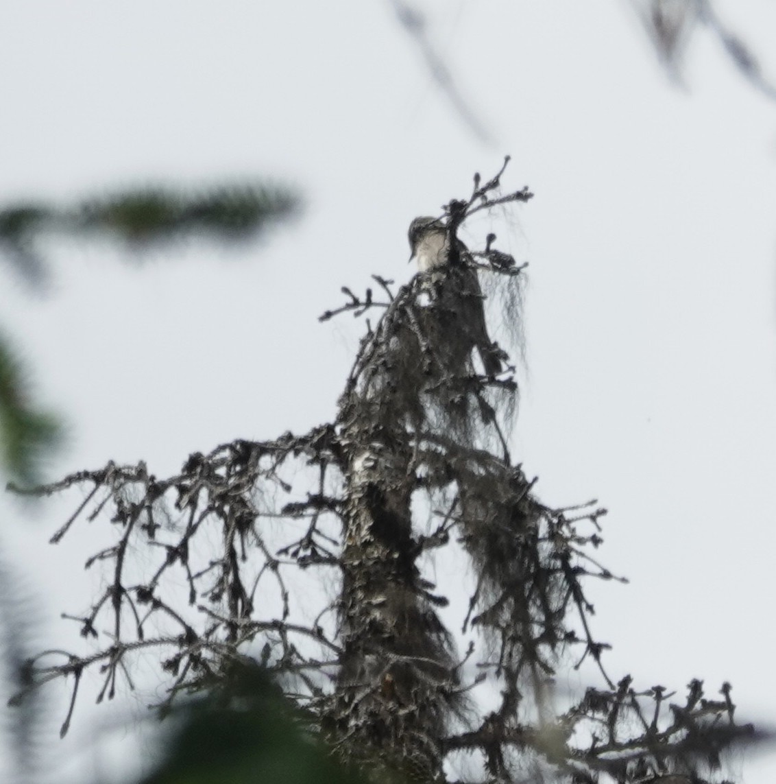Western Wood-Pewee - ML637715217