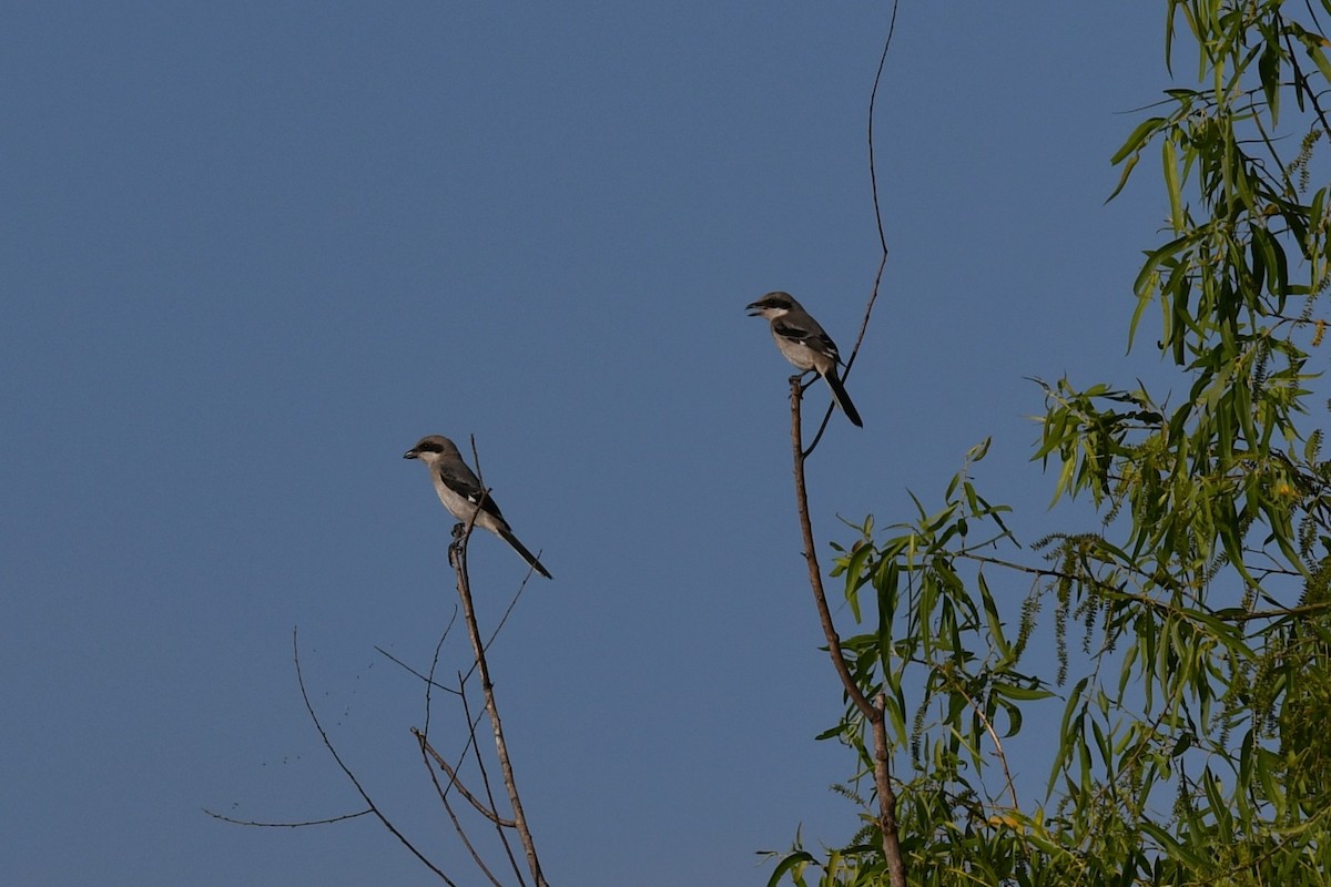 Loggerhead Shrike - ML637715220