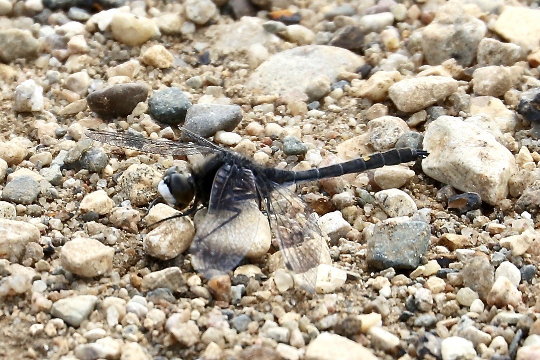 Insects - ML637715222