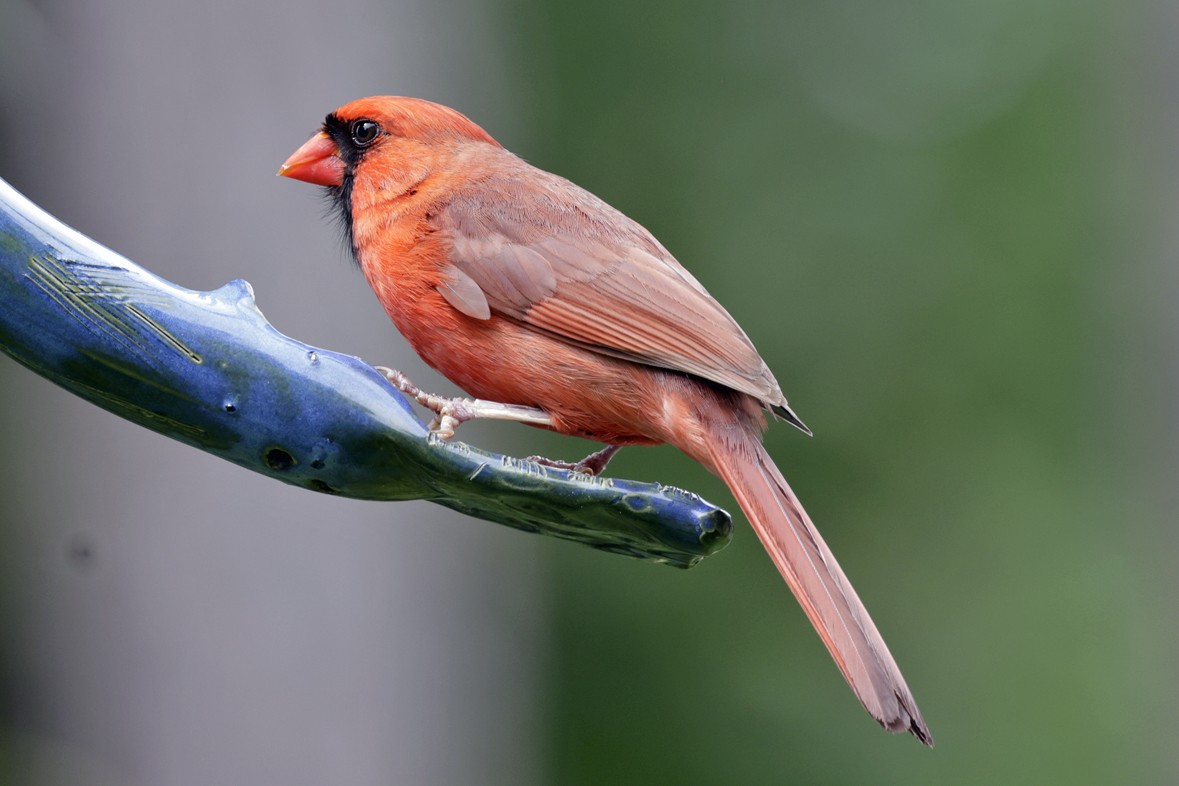 Northern Cardinal - ML637715223