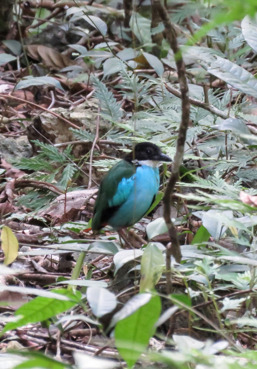 Azure-breasted Pitta - ML637715242