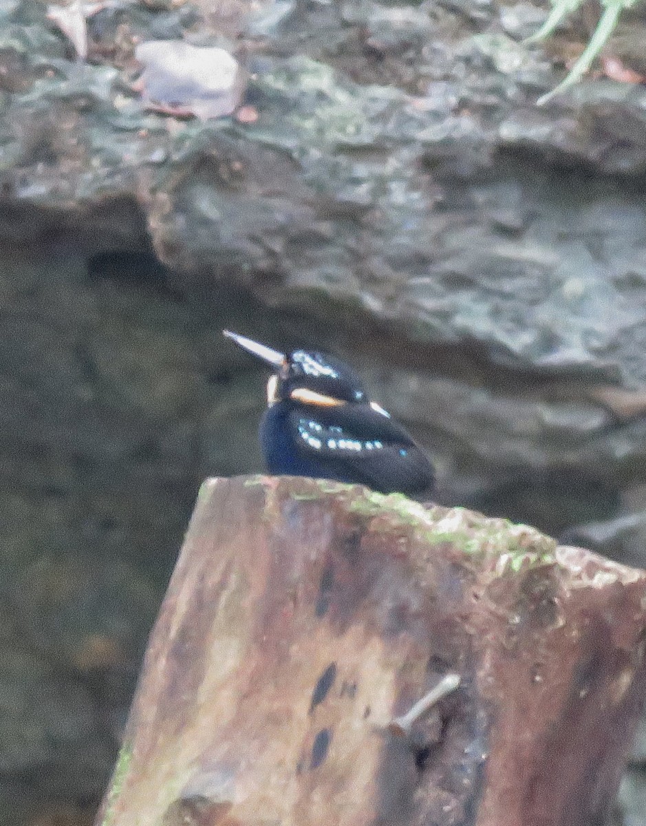 Northern Silvery-Kingfisher - ML637715270