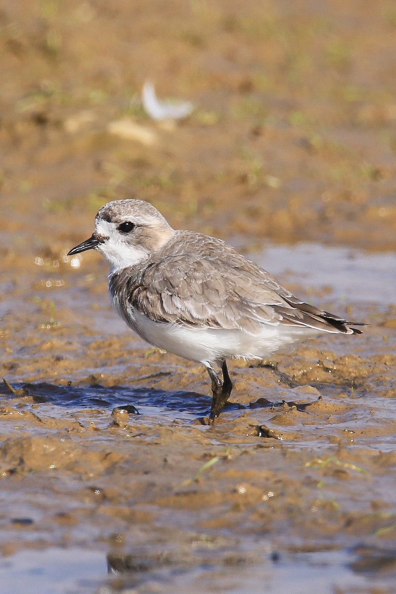 Puna Plover - ML637715276
