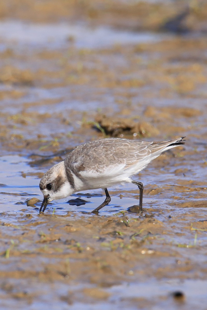 Puna Plover - ML637715277