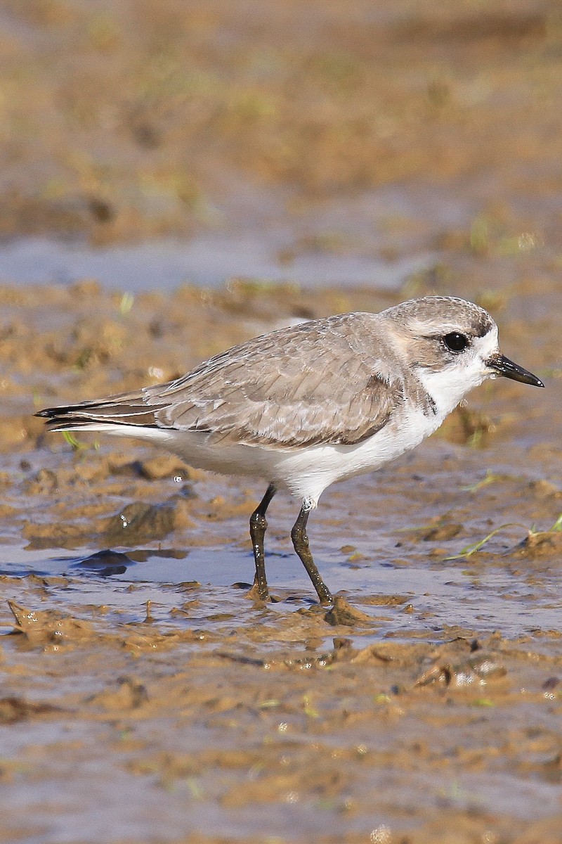 Puna Plover - ML637715278