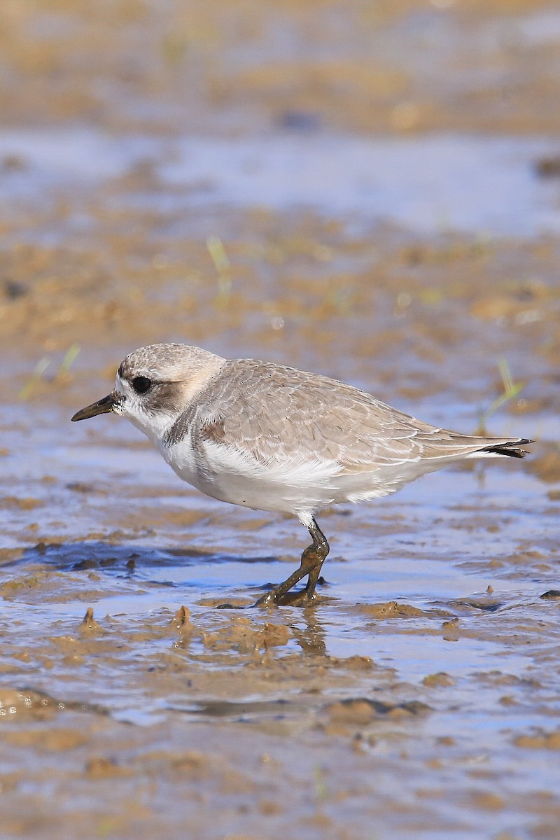 Puna Plover - ML637715279