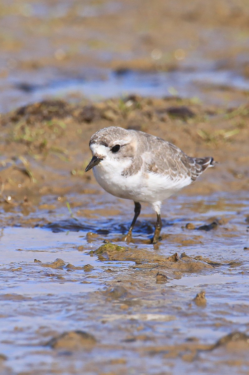 Puna Plover - ML637715280