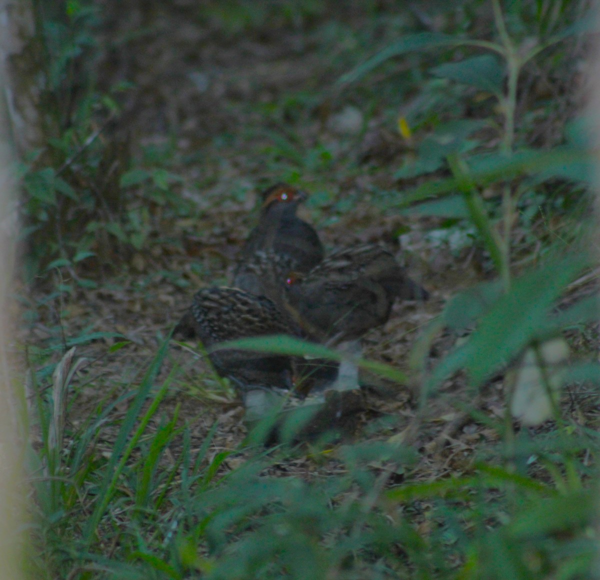 Spot-winged Wood-Quail - ML637715301