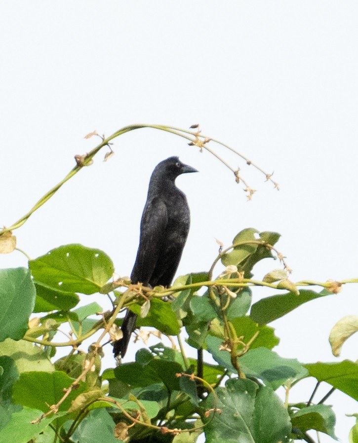 Giant Cowbird - ML637715329