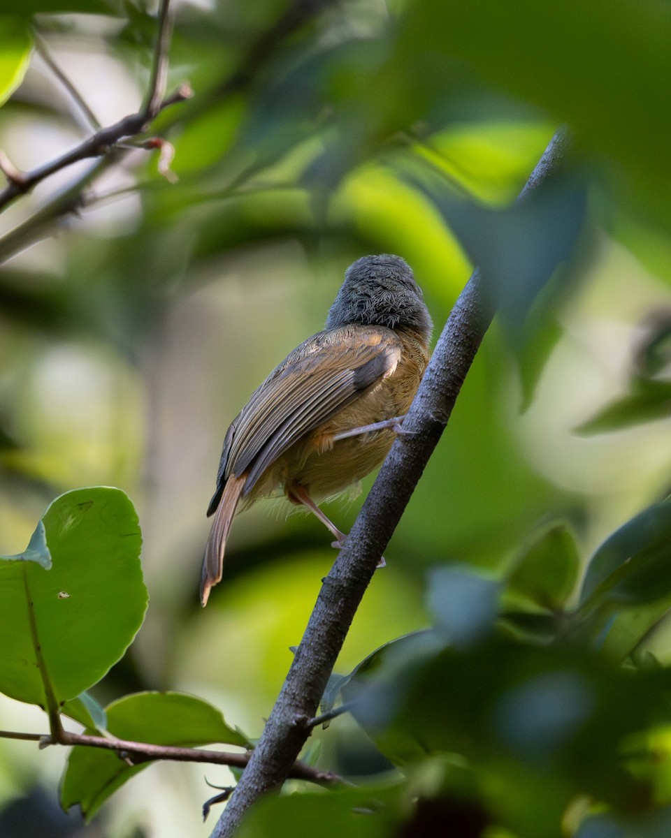 Ruddy-tailed Flycatcher - ML637715356
