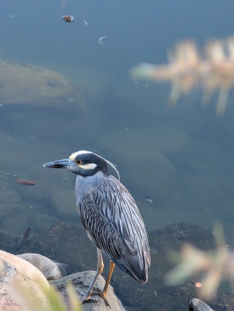 Yellow-crowned Night Heron - ML637715375