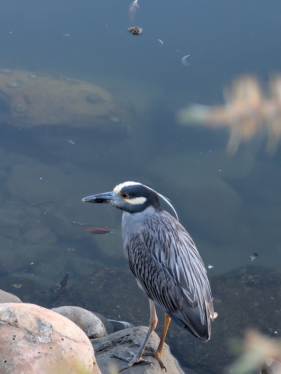 Yellow-crowned Night Heron - ML637715376