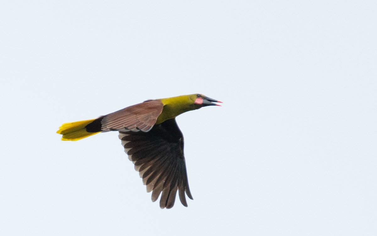 Olive Oropendola - ML637715392