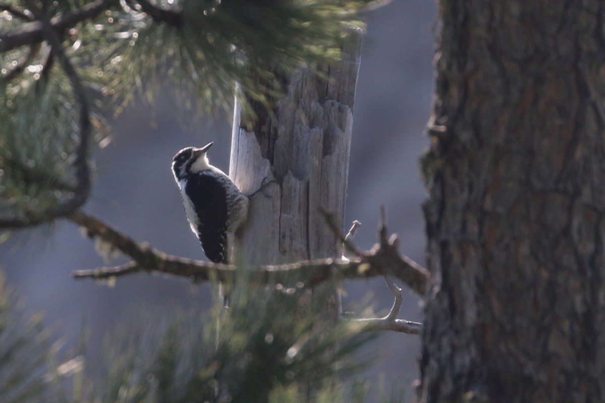 American Three-toed Woodpecker - ML637715410