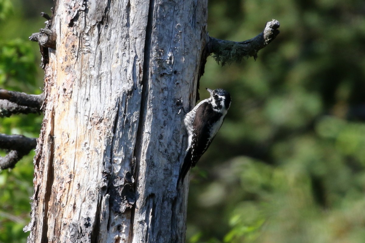 American Three-toed Woodpecker - ML637715411