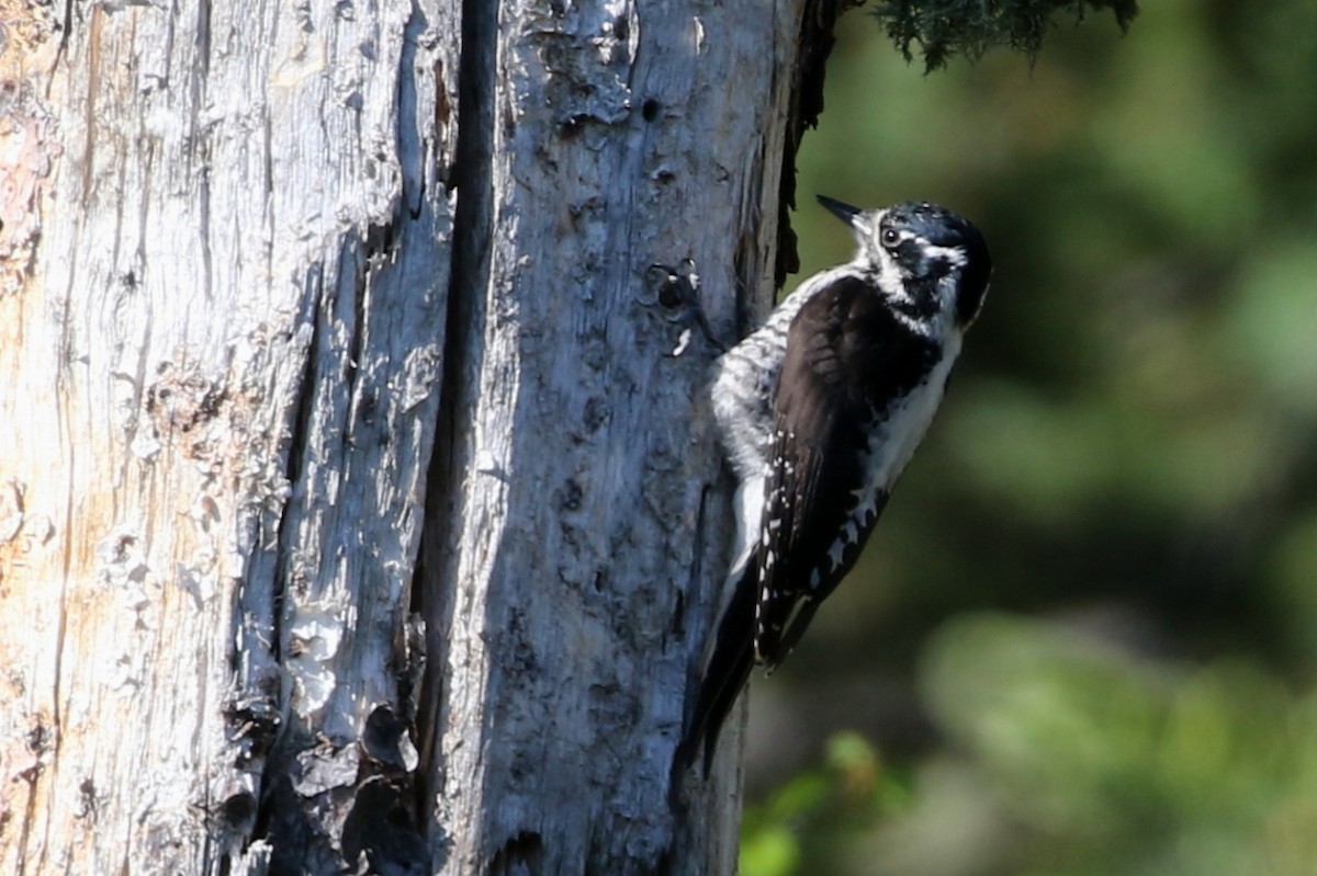 American Three-toed Woodpecker - ML637715412
