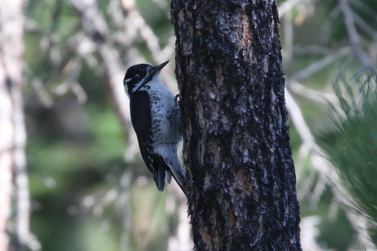 American Three-toed Woodpecker - ML637715414
