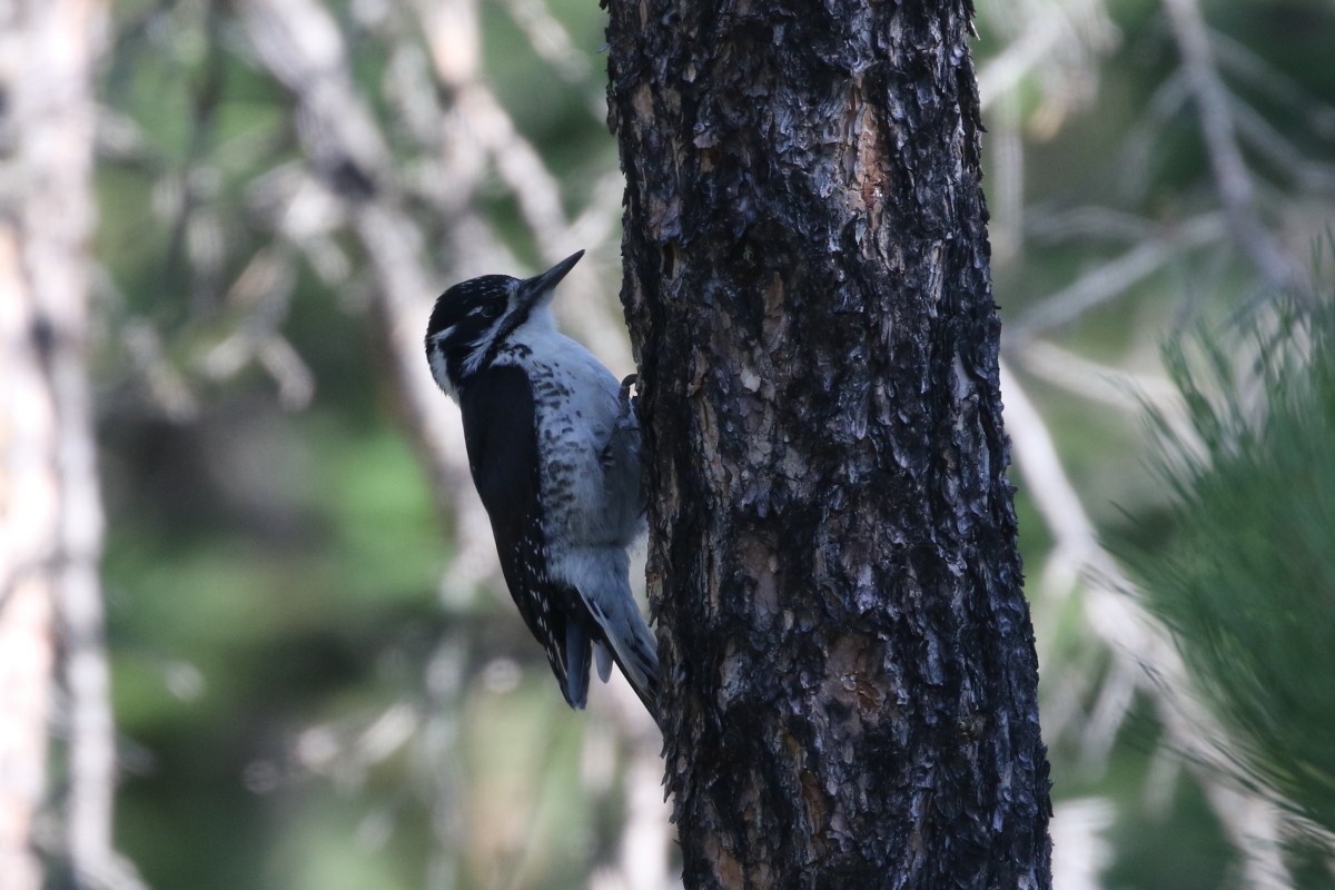 American Three-toed Woodpecker - ML637715415
