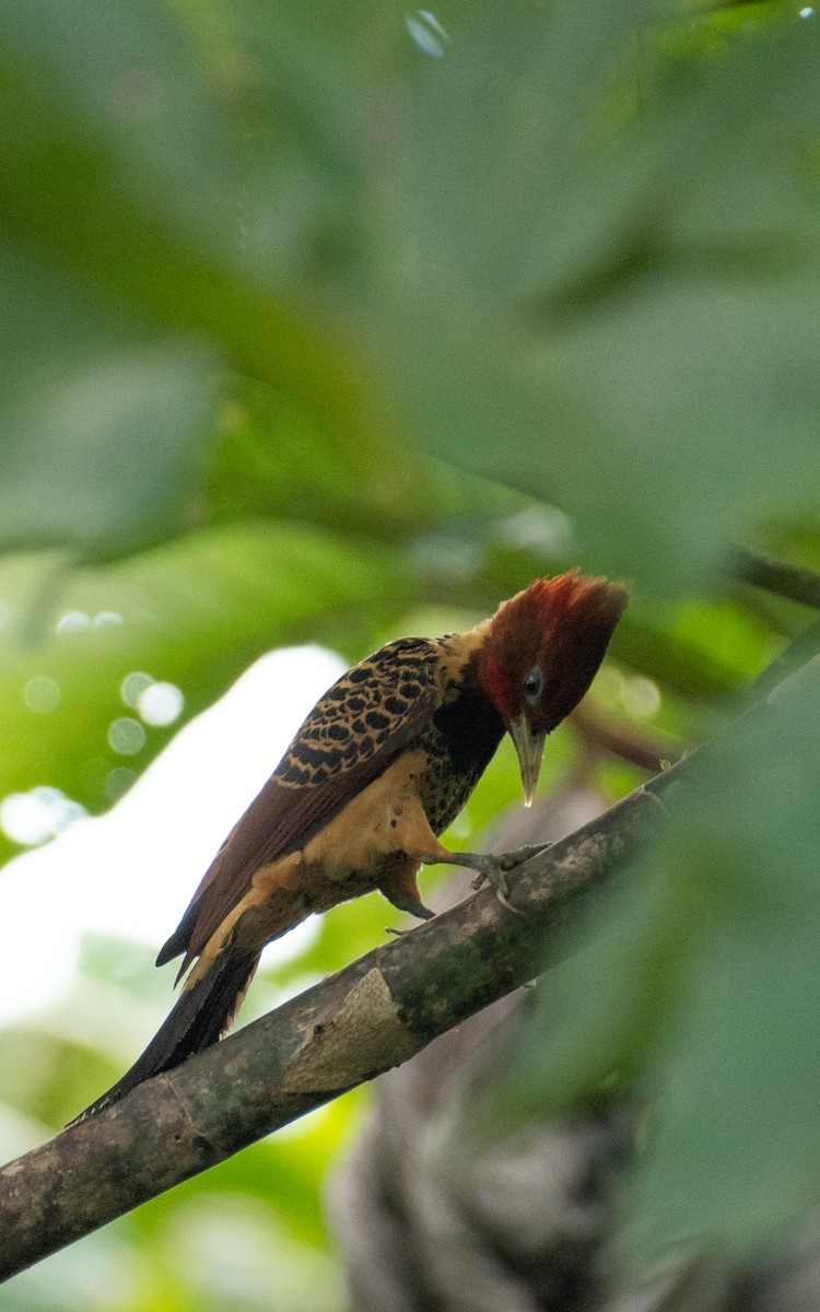 Rufous-headed Woodpecker - ML637715419