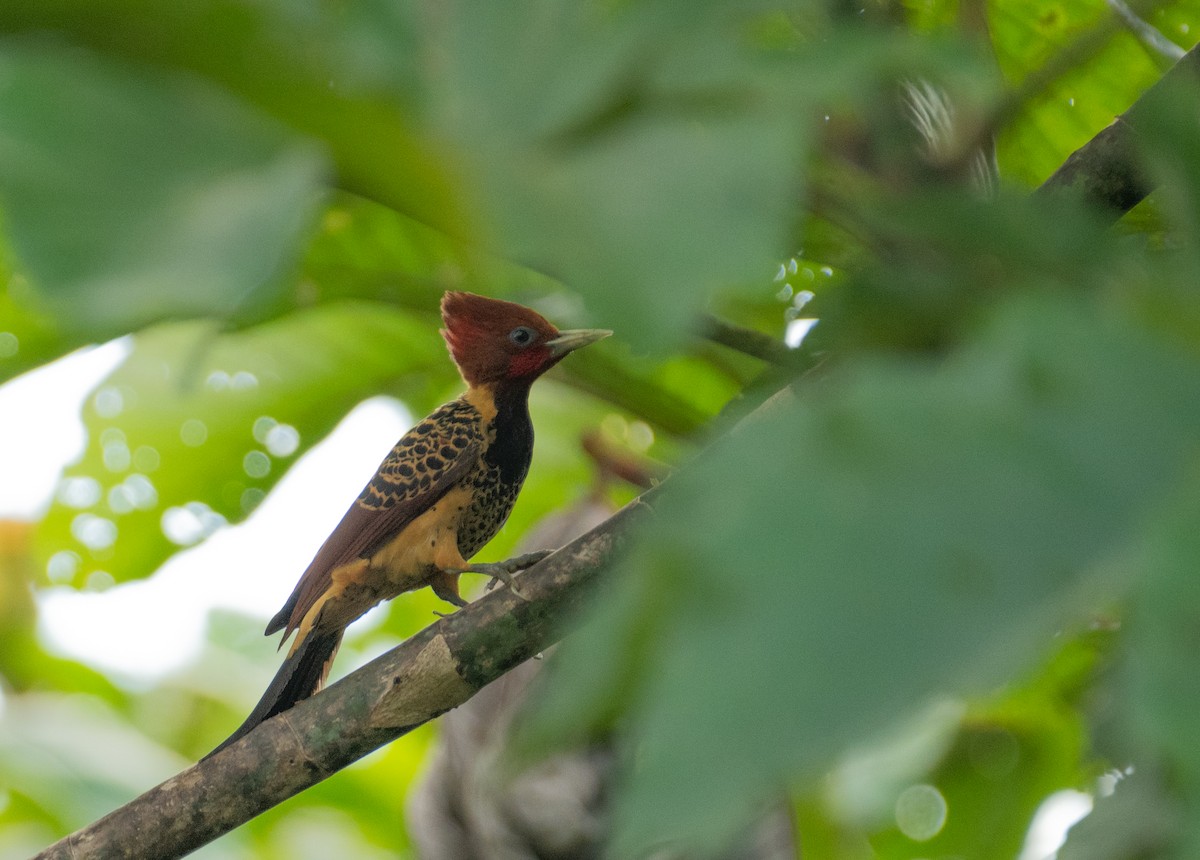 Rufous-headed Woodpecker - ML637715421