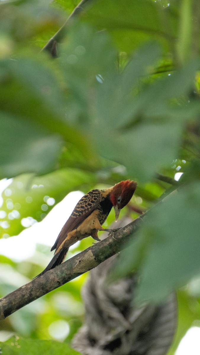 Rufous-headed Woodpecker - ML637715422