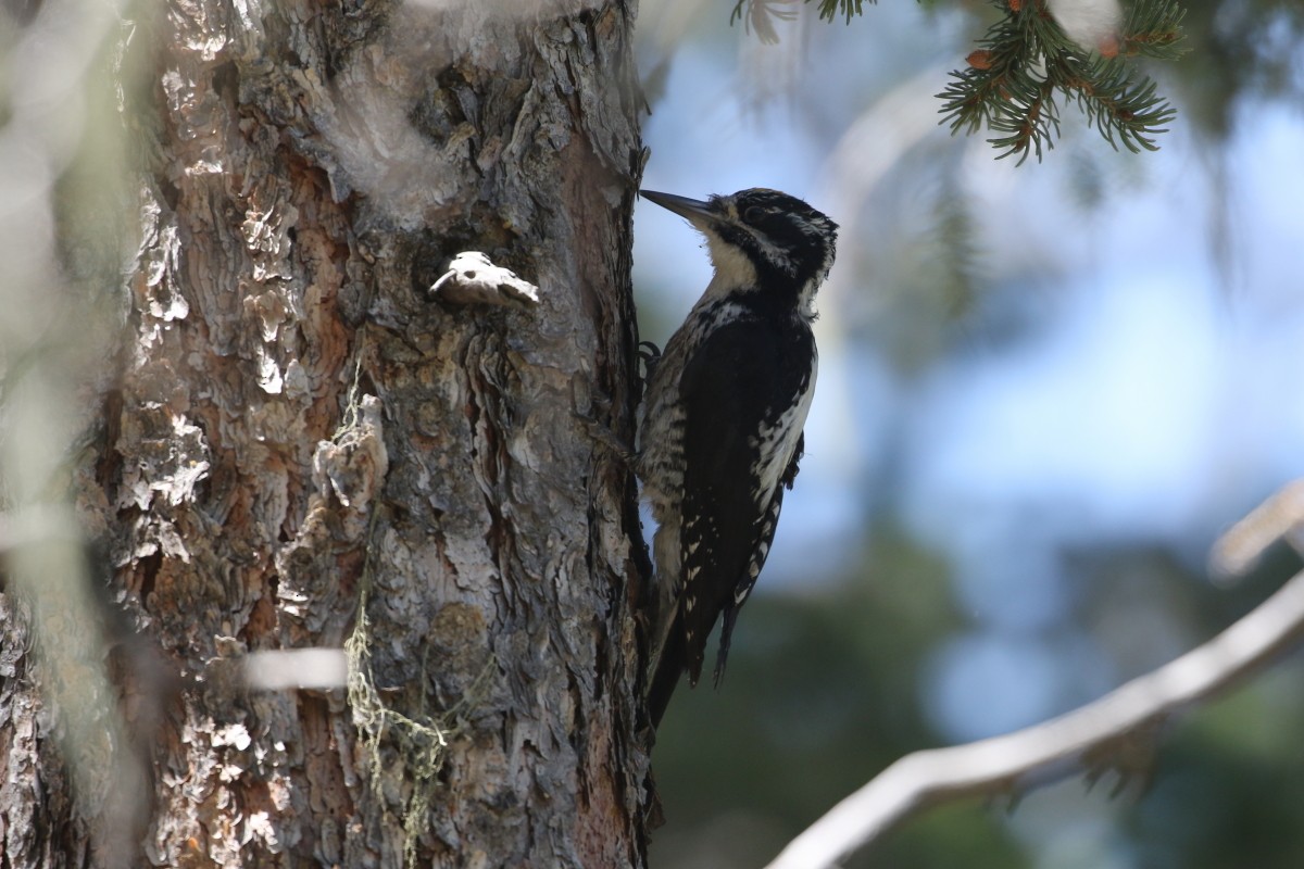 American Three-toed Woodpecker - ML637715429
